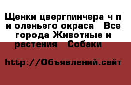 Щенки цвергпинчера ч/п и оленьего окраса - Все города Животные и растения » Собаки   